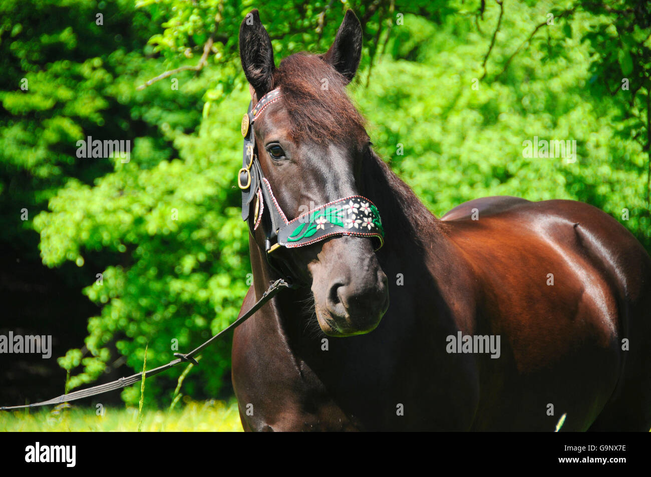 Noriker Draught Horse, mare / Draft Horse, traditional halter Stock Photo