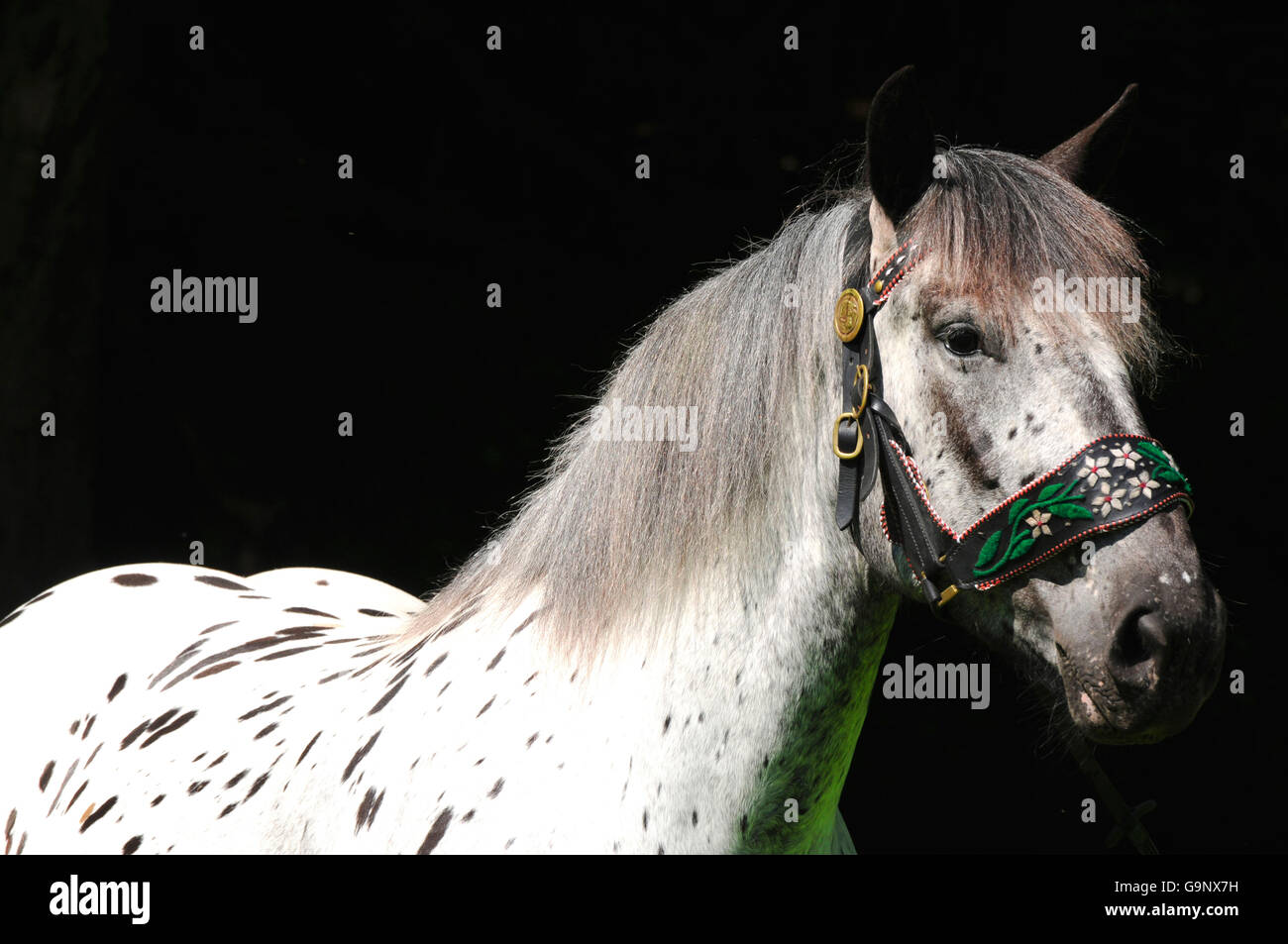 Noriker Draught Horse, mare, spotted / Draft Horse, traditional halter Stock Photo