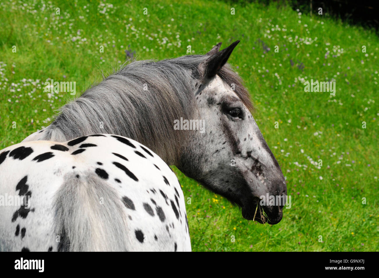 Noriker Draught Horse, mare, spotted / Draft Horse Stock Photo