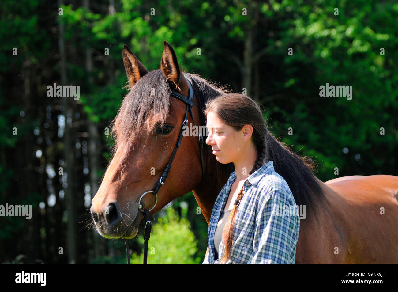 The rare Pfalz-Ardenner horse — Breed Portrait by The Pixel Nomad