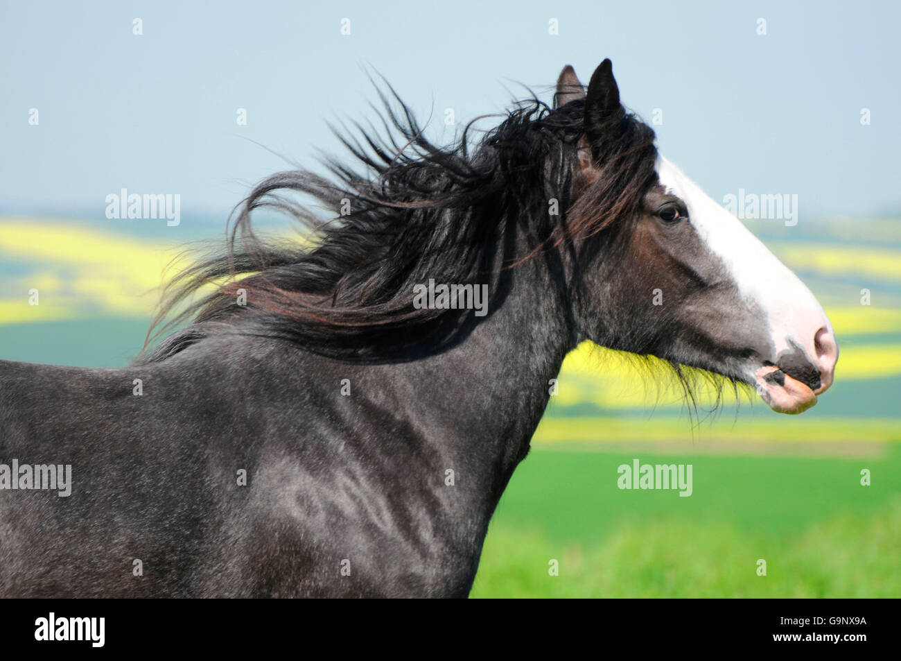 Shire Horse, mare / roan, side Stock Photo