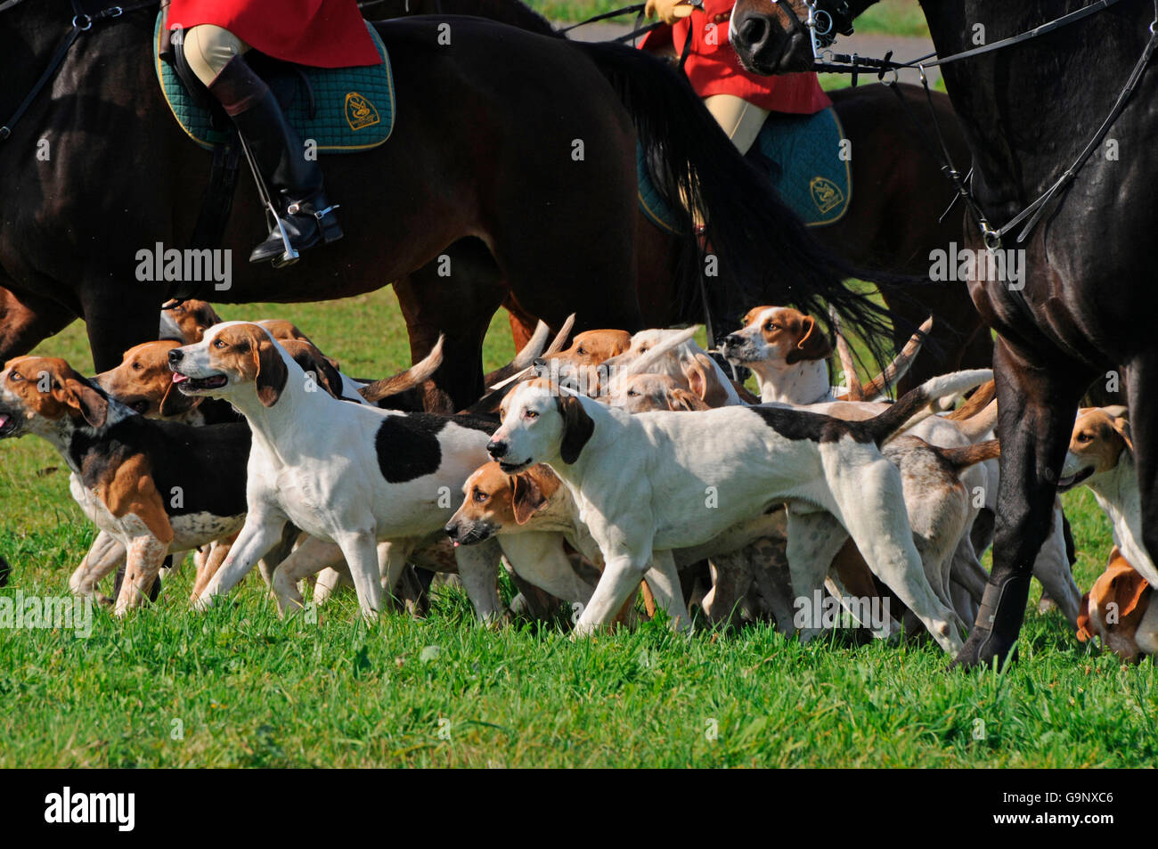 Trail Hunt, Foxhounds and rider / riding to hounds, Master of Foxhounds, Foxhound Stock Photo