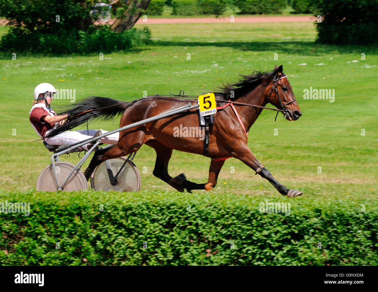 Harness racing / Standardbred, Trotter, sulky, driver, harness Stock