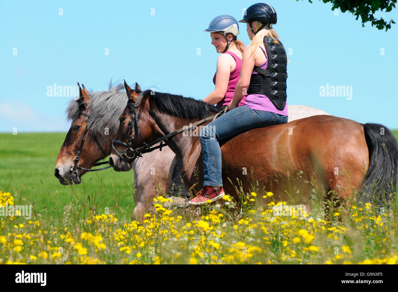 Rider on Rhineland Heavy Draught and German Riding Pony / trail riding, Draft Horse, bareback, riding helmet Stock Photo