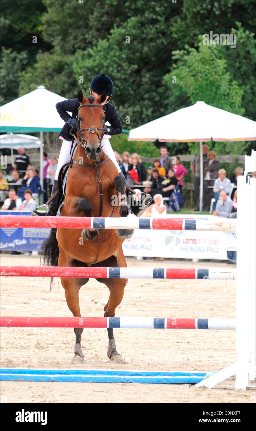 German Warmblood Horse, Show Jumping / obstacle, figure8noseband