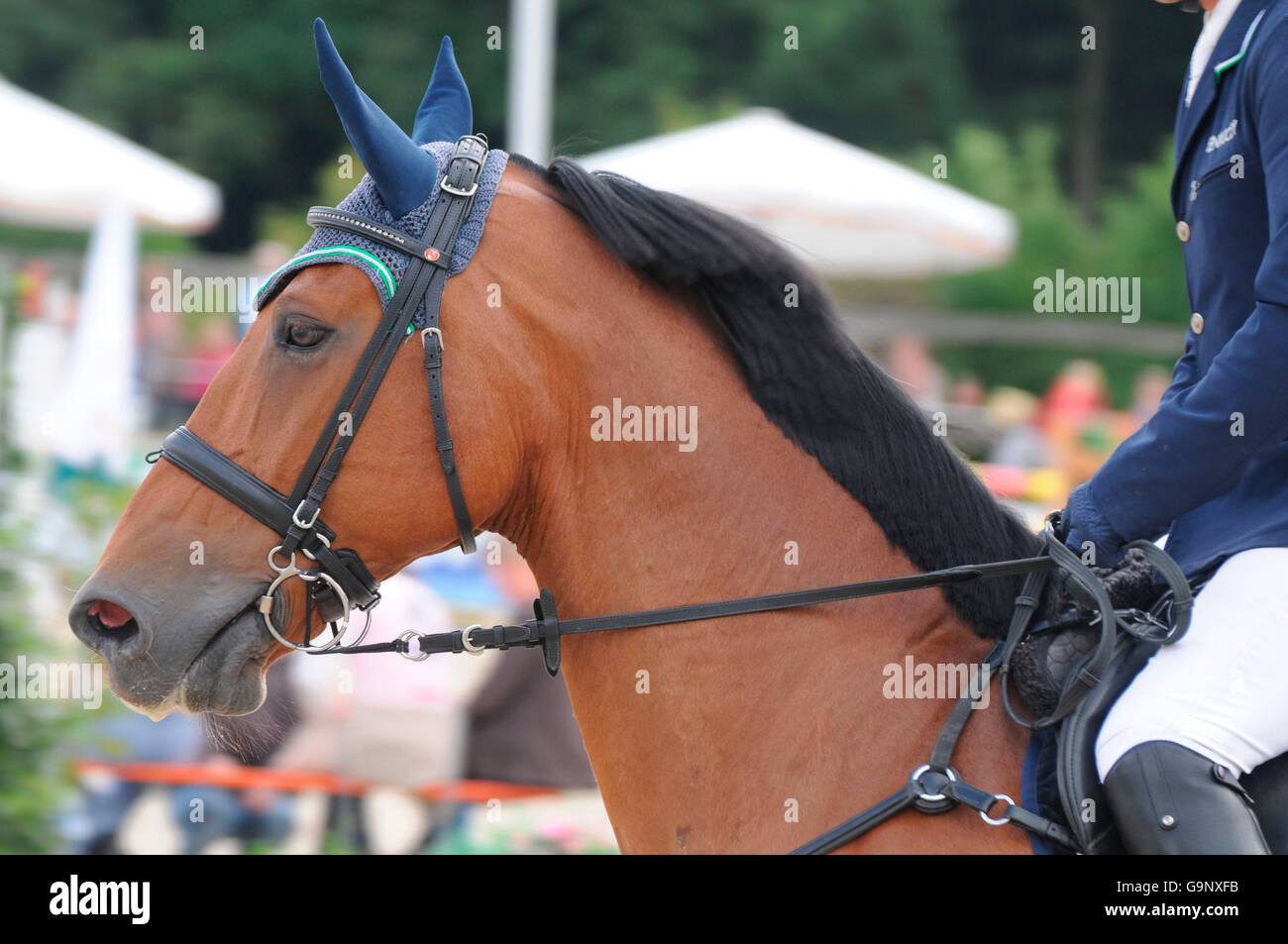 German Warmblood Horse, Show Jumping / horse tack, cavesson noseband