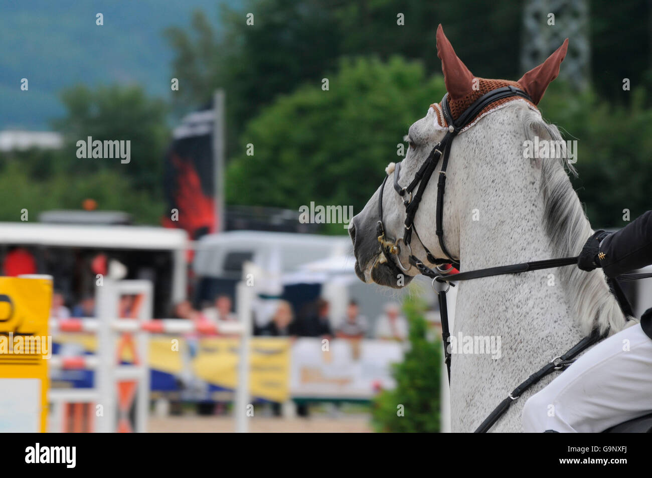 Running martingale hires stock photography and images Alamy