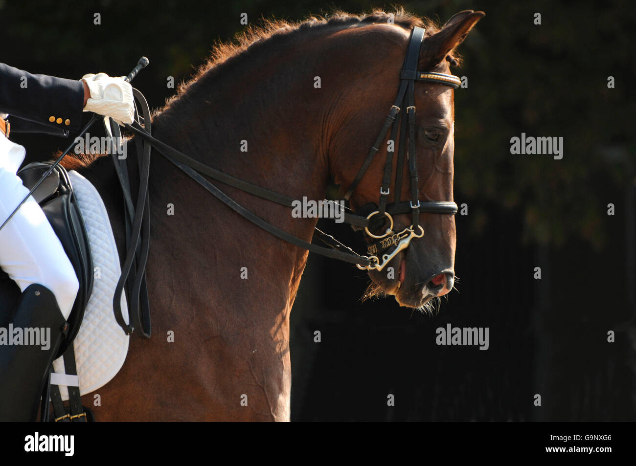 Dressage / curb bit, braided mane, double reins, cavesson noseband, side Stock Photo