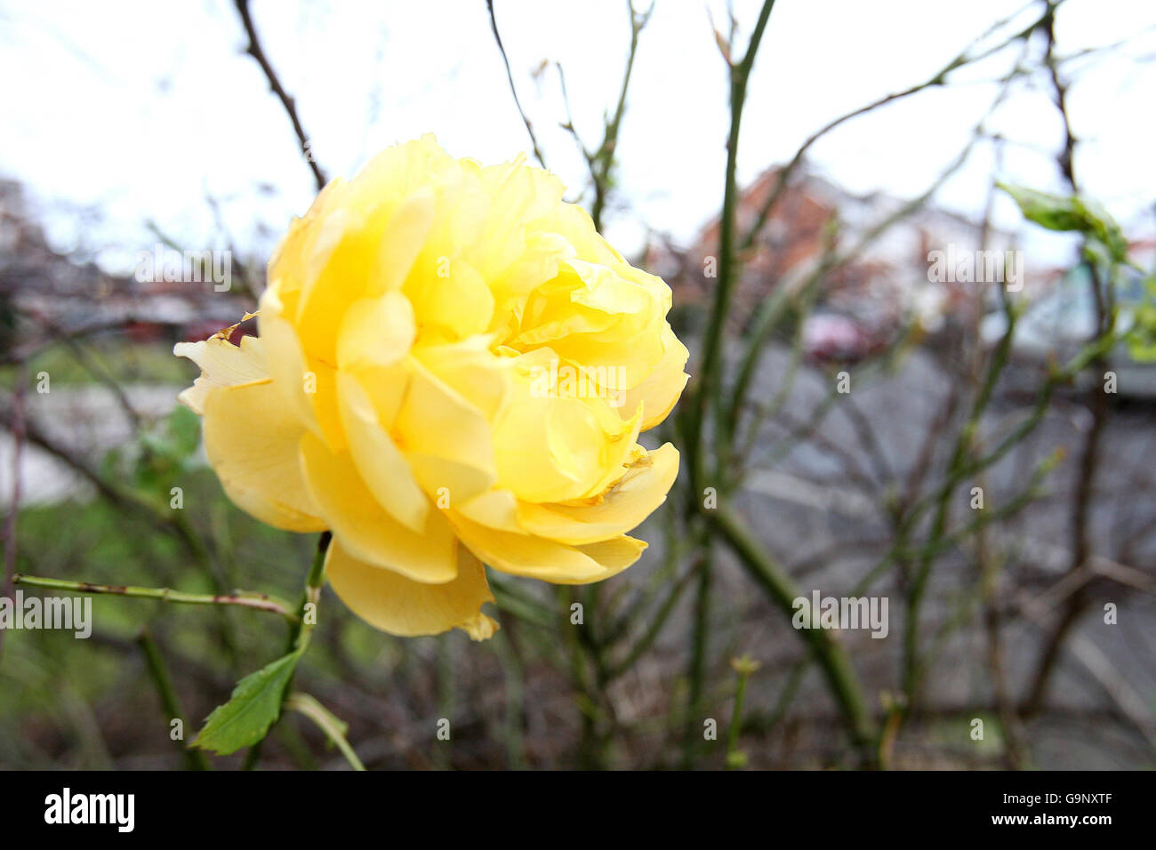 The Yellow Rose of Tyneside. STANDALONE. A yellow rose blooms in Tyneside at the end of an unusually warm January. Stock Photo