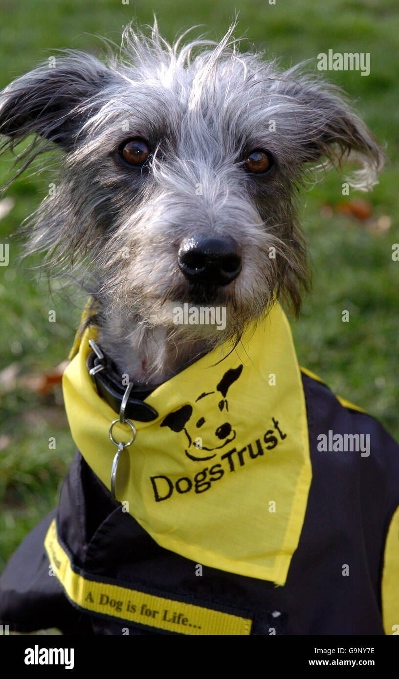 National neuter awareness day hires stock photography and images Alamy