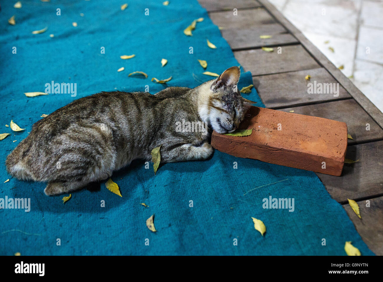 A cat sleeping with his head resting on a brick in a monastery in Monywa, Myanmar. Stock Photo
