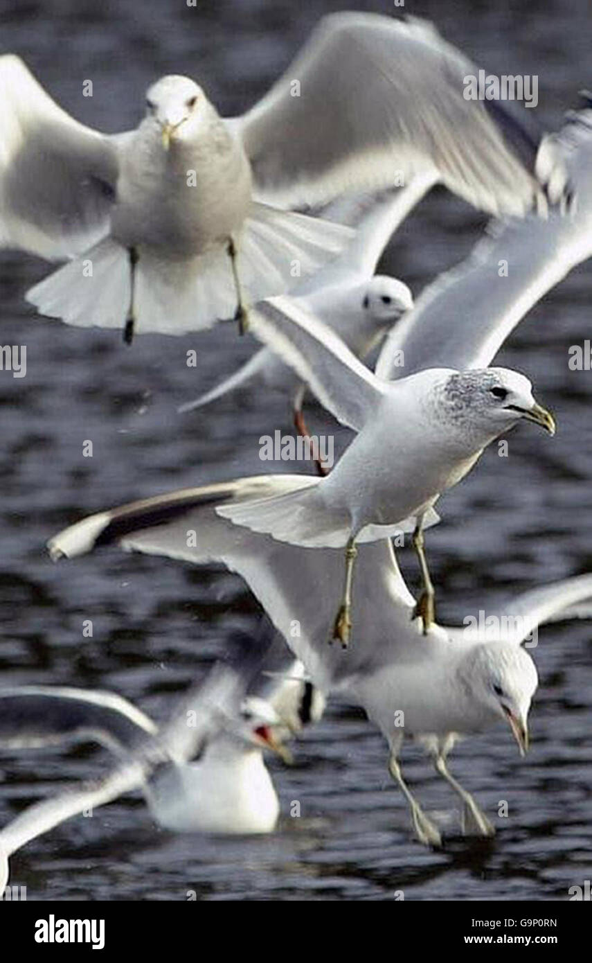 Birds in Scotland. Birds fly in to a lake close to The Palace of Holyrood House, Edinburgh, to be fed by the locals. Stock Photo