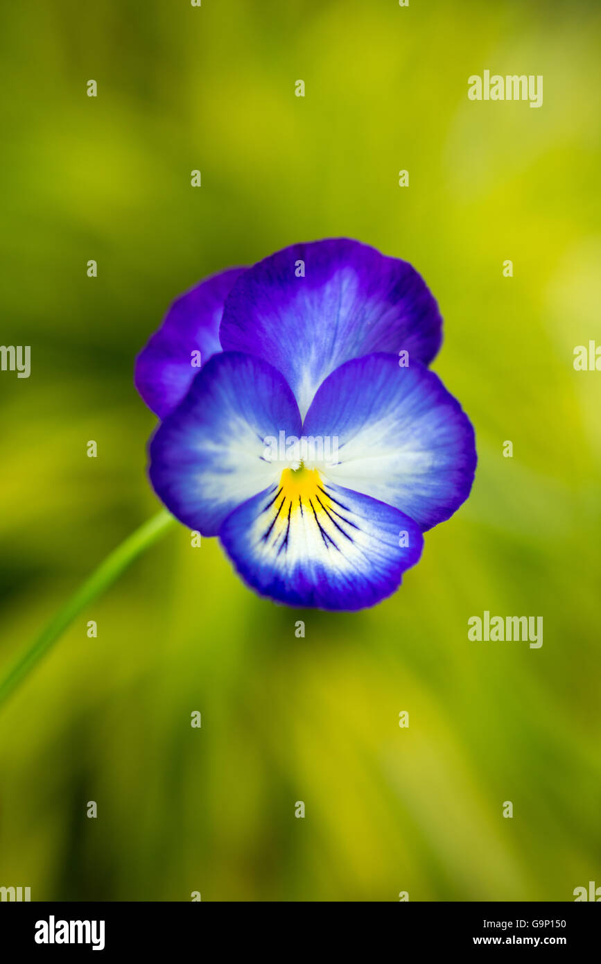 Close up of a deep purple Viola flower with bright yellow background. Stock Photo