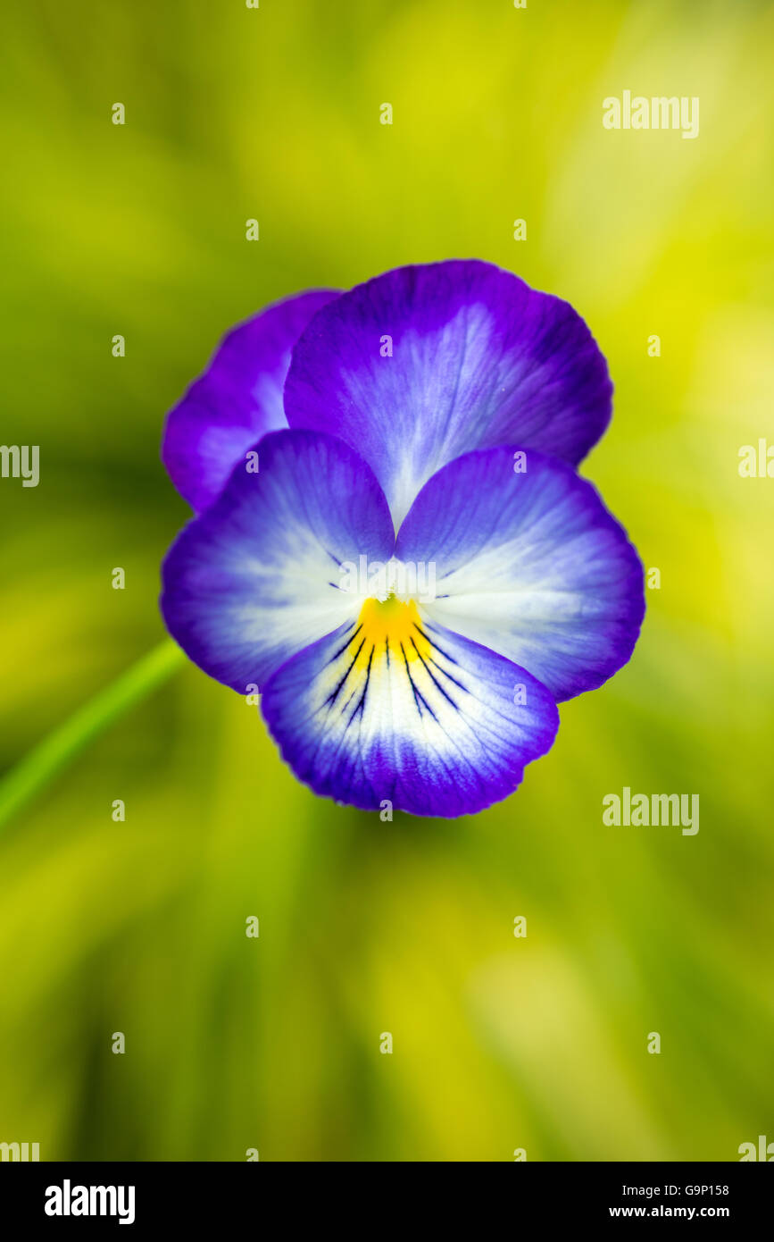 Close up of a deep purple Viola flower with bright yellow background. Stock Photo