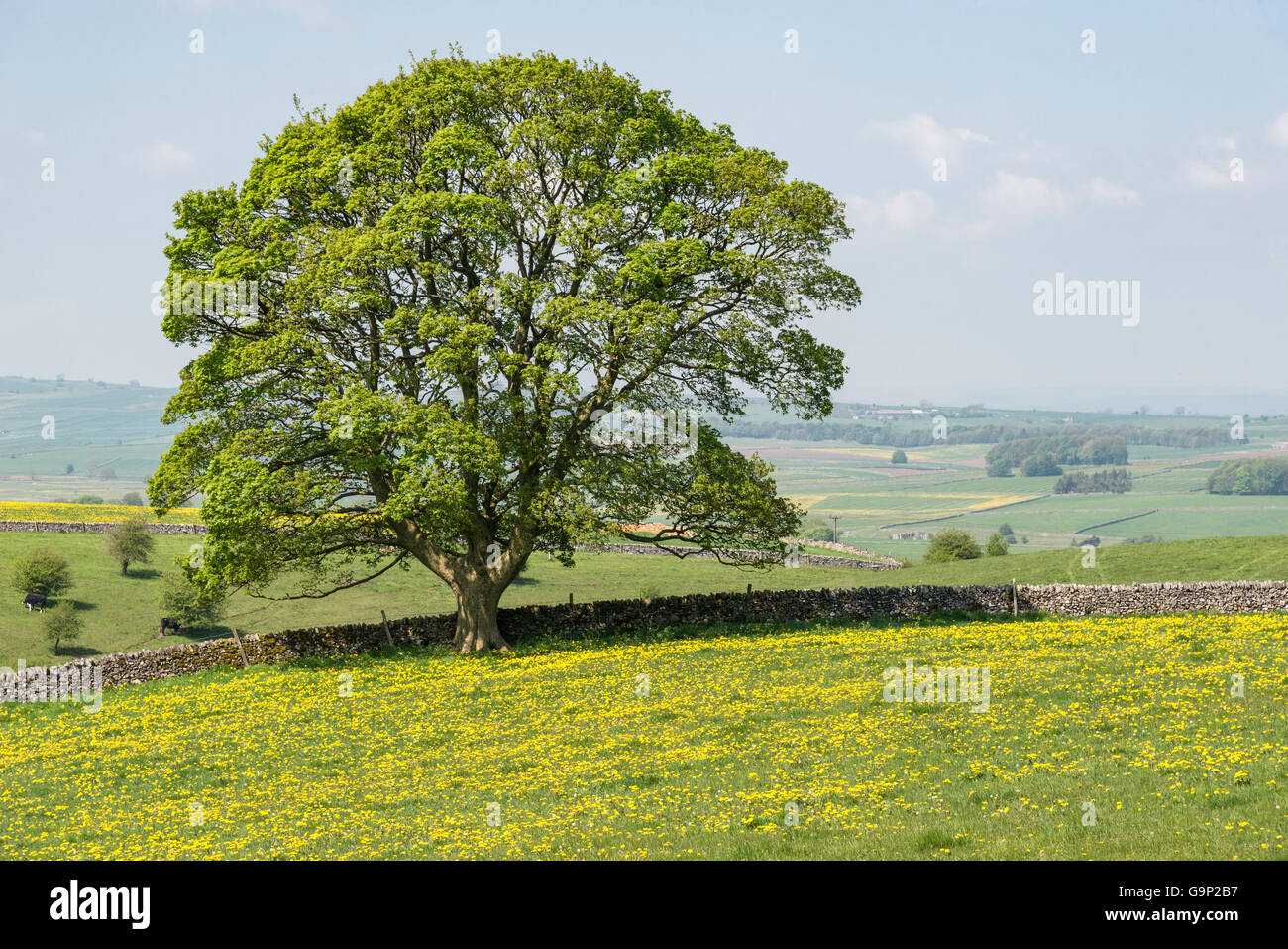 A mature Sycamore tree standing alone beside a limestone wall in a field of yellow dandelions. Stock Photo