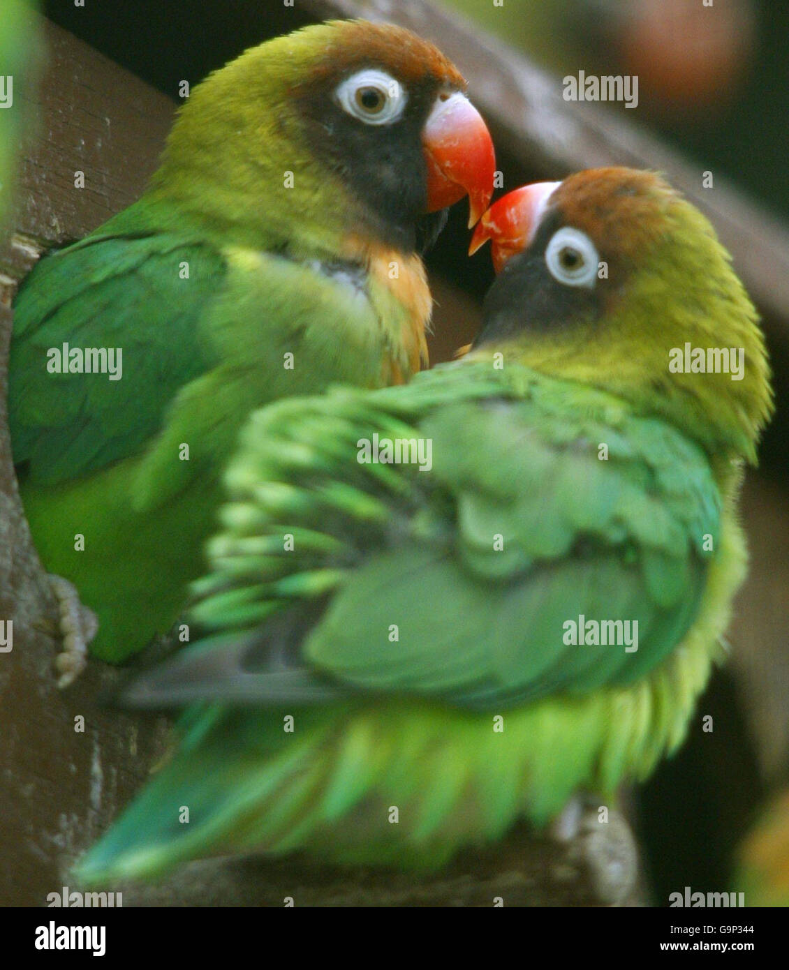 A pair of black-cheeked lovebirds nuzzle together on their perch at Marwell Zoo near Winchester as St Valentine's Day approaches. Stock Photo