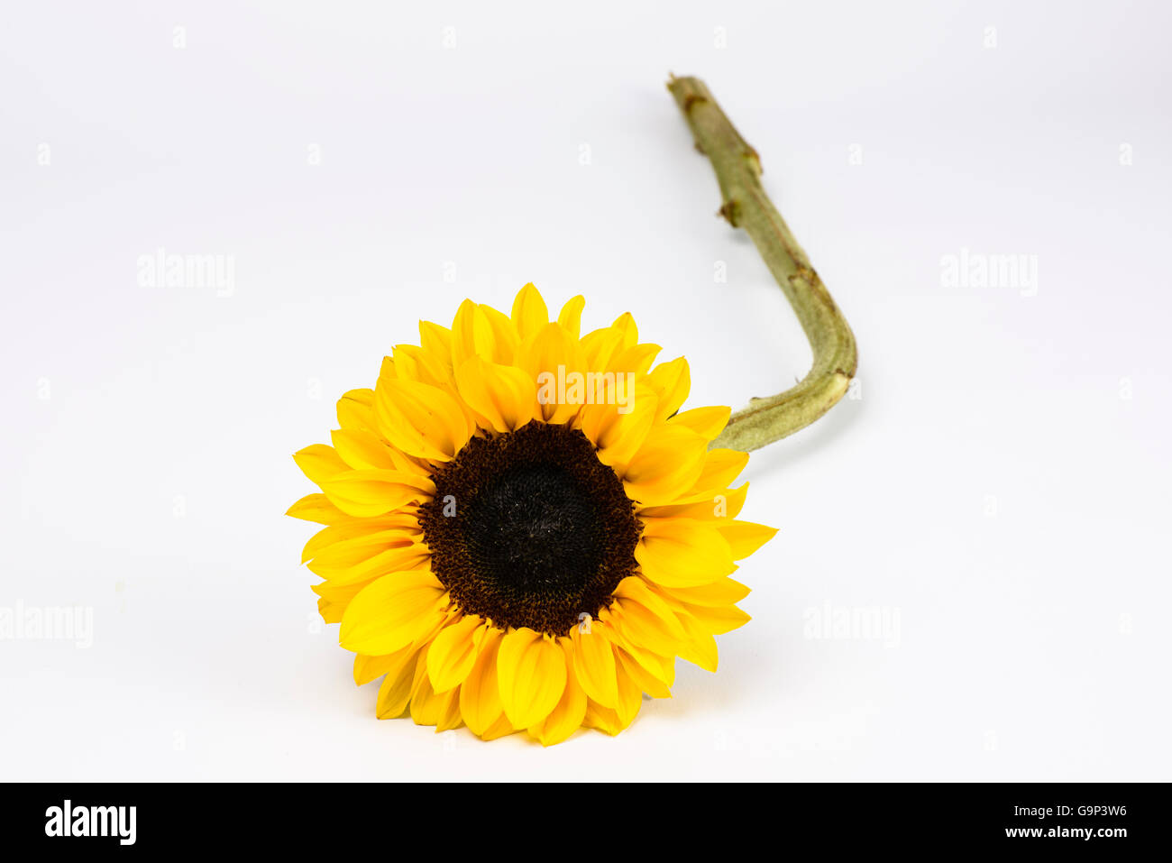 Single cut sunflower photographed against a white background Stock Photo