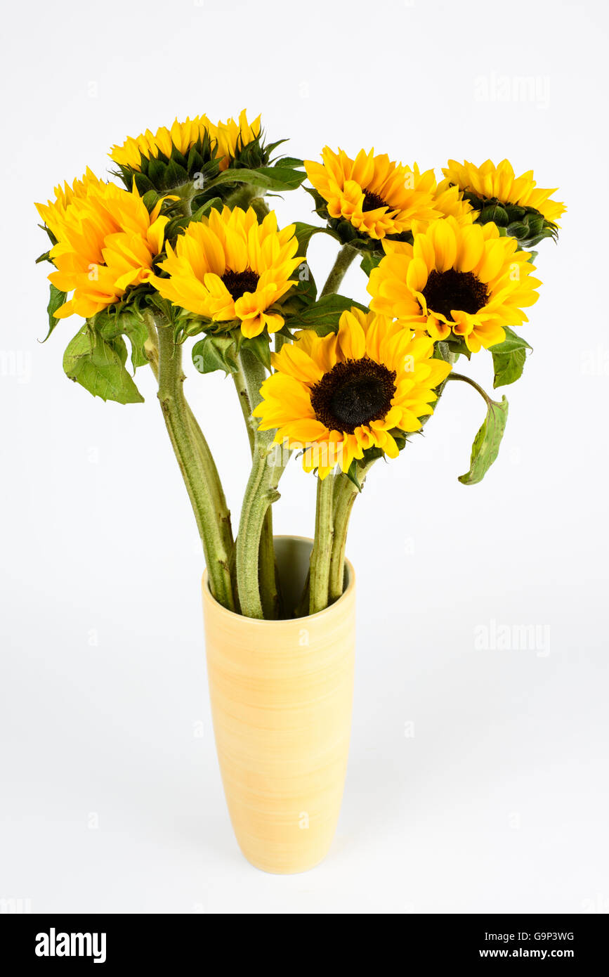 Yellow vase of cut Sunflowers photographed against a white background Stock Photo