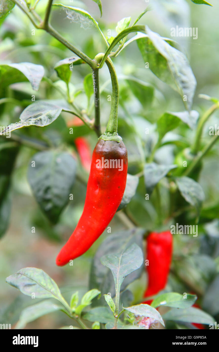Fresh chilli in garden Stock Photo Alamy