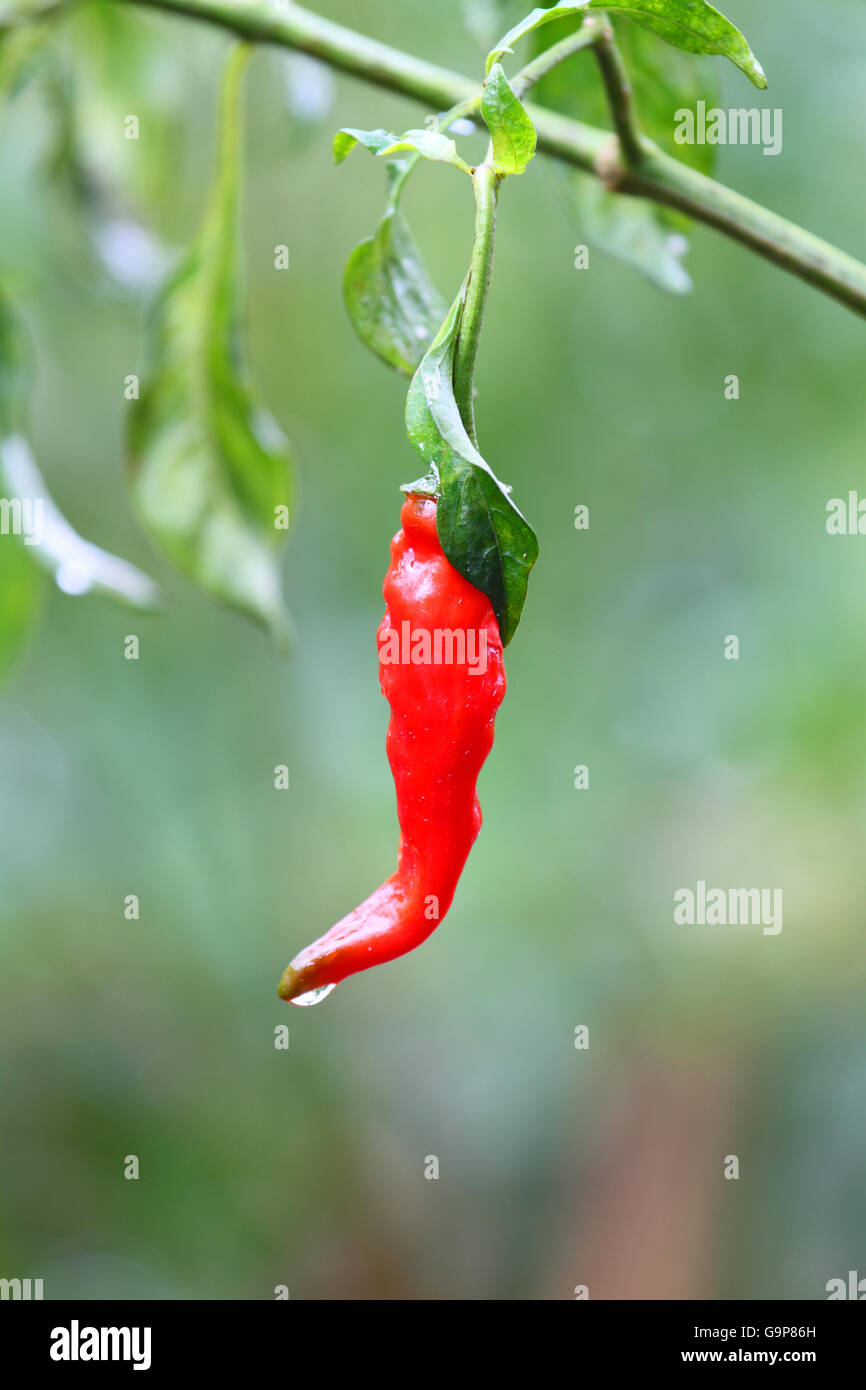 Fresh chilli in garden Stock Photo Alamy