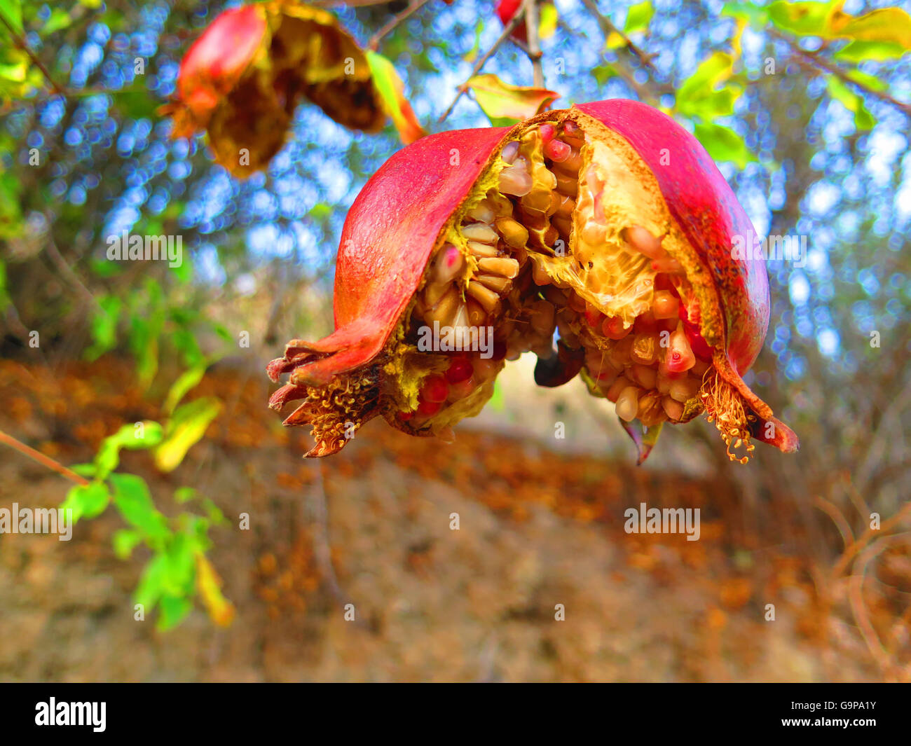 OverRipe pomegranate fruit on tree in Alora Countryside Andalusia Stock Photo