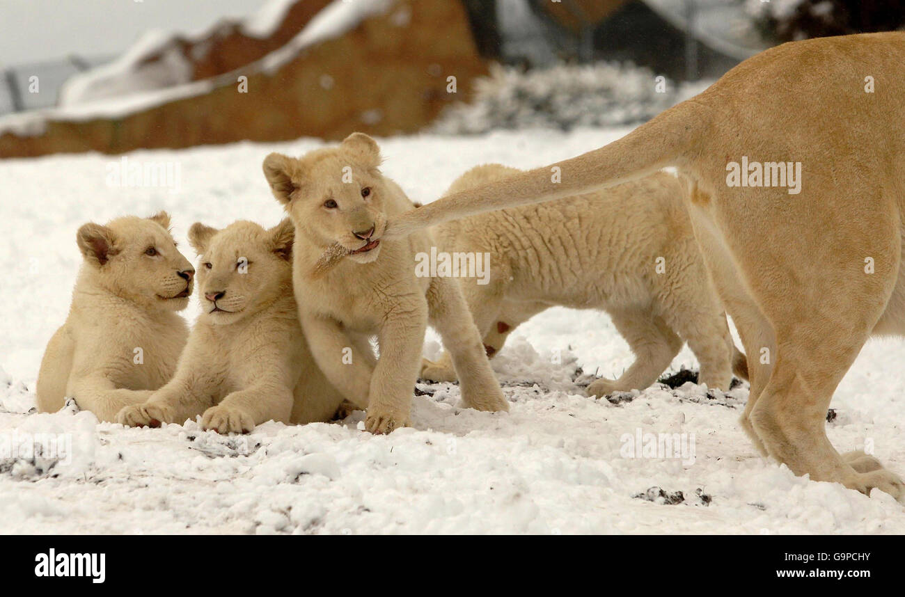 Fun in the snow for West Midlands Safari Park's four new White Lion cubs. Stock Photo