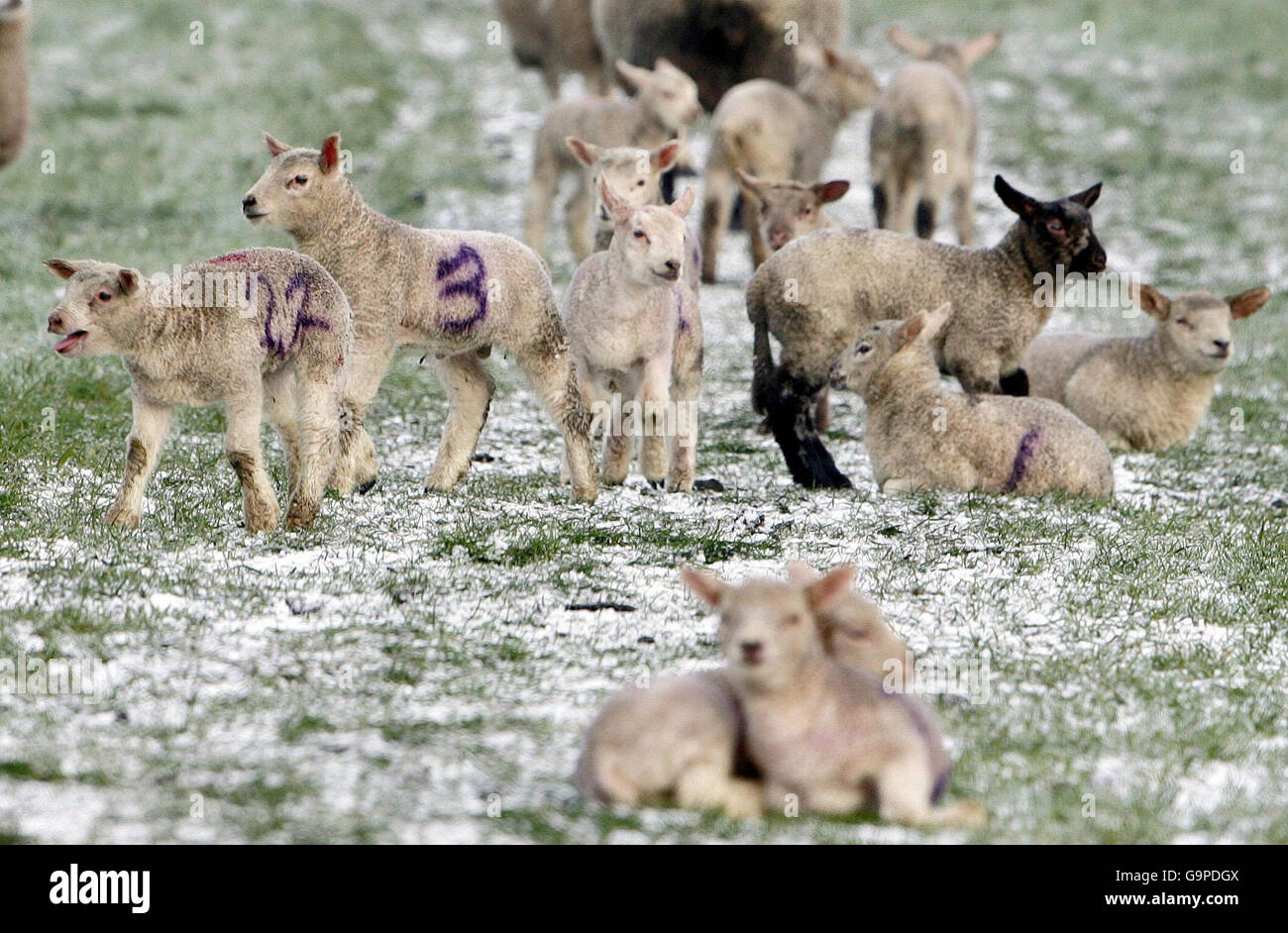 Wintery weather. Lambs in a snow-covered County Durham field. Stock Photo