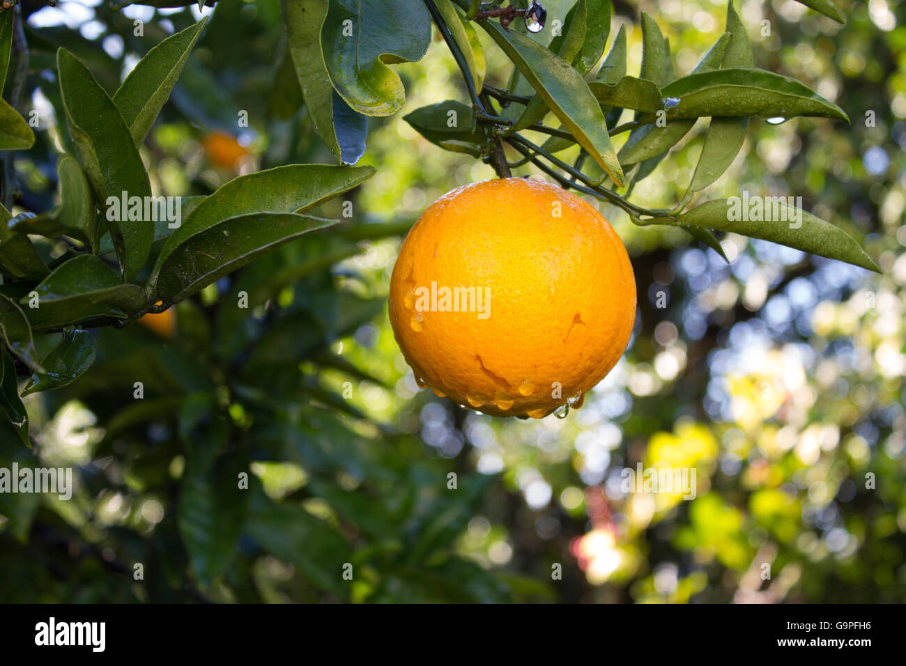 Navel Orange High Resolution Stock Photography and Images Alamy
