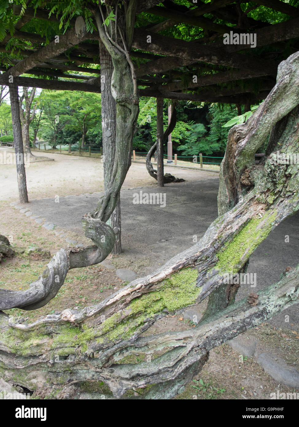 Twisted vine hires stock photography and images Alamy