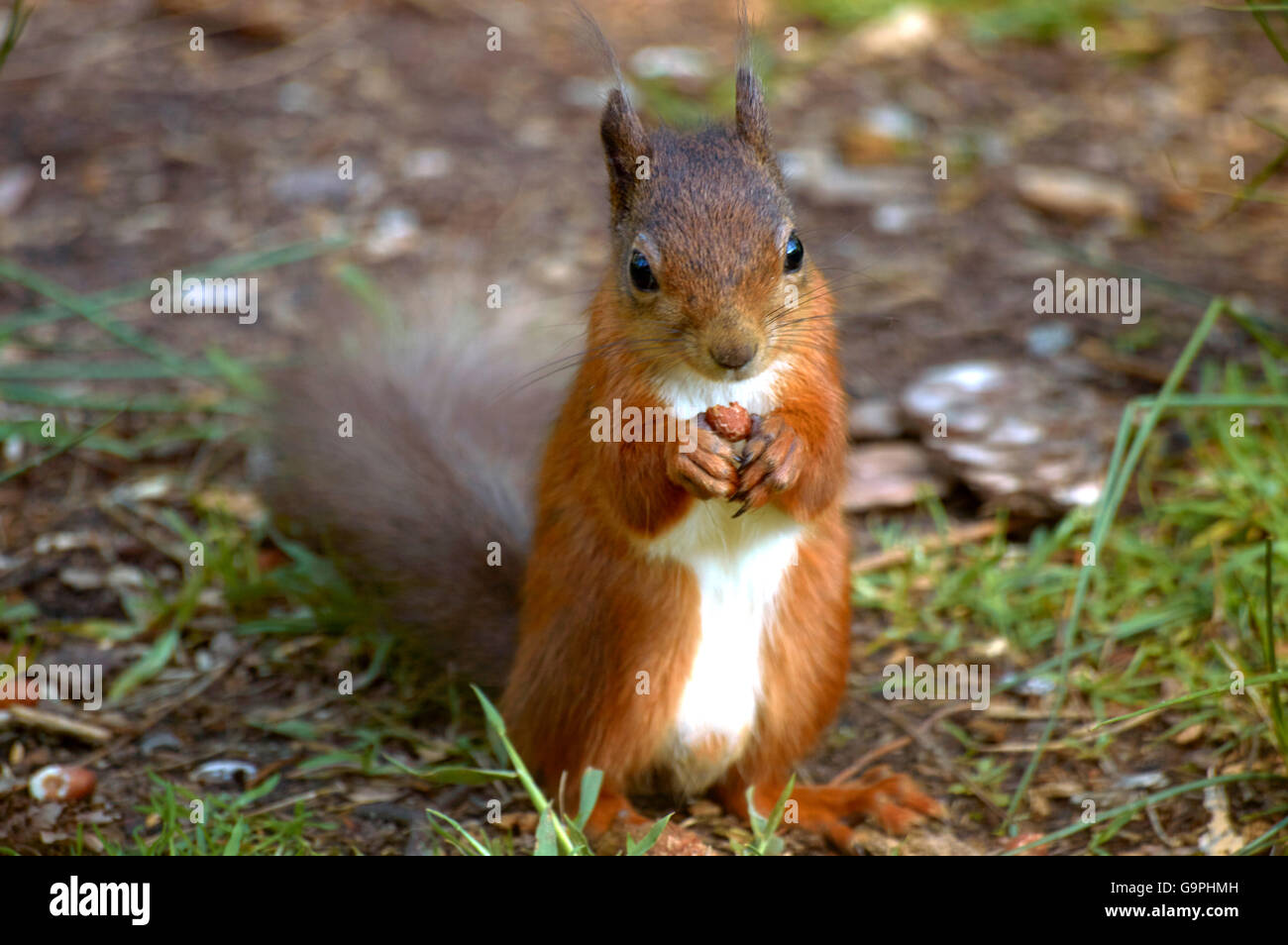 Chipmunk in forest Stock Photo