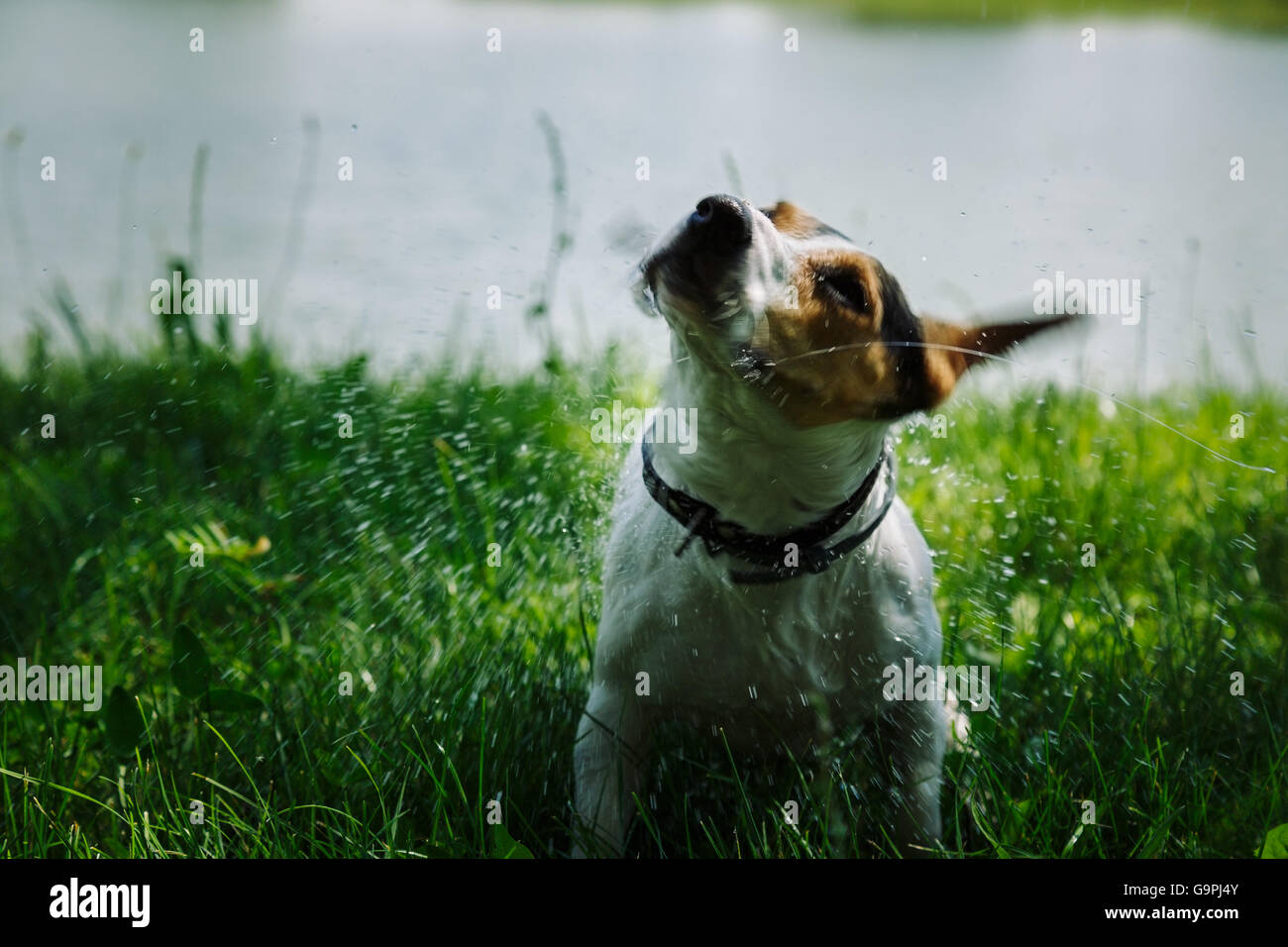 dog shakes off water after bathing in the river Stock Photo Alamy