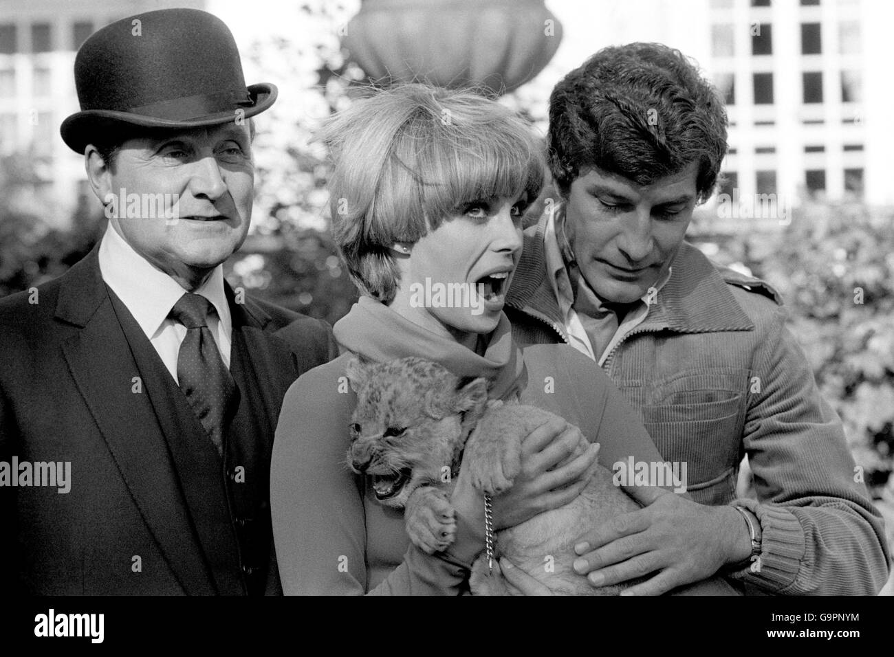 Joanna Lumley, who plays Purdey (centre) with a six week old lion cub Sulan and co stars Patrick MacNee, who plays John Steed, and Gareth Hunt, who plays Mike Gambit, pictured during filming at Pinewood Studios Stock Photo