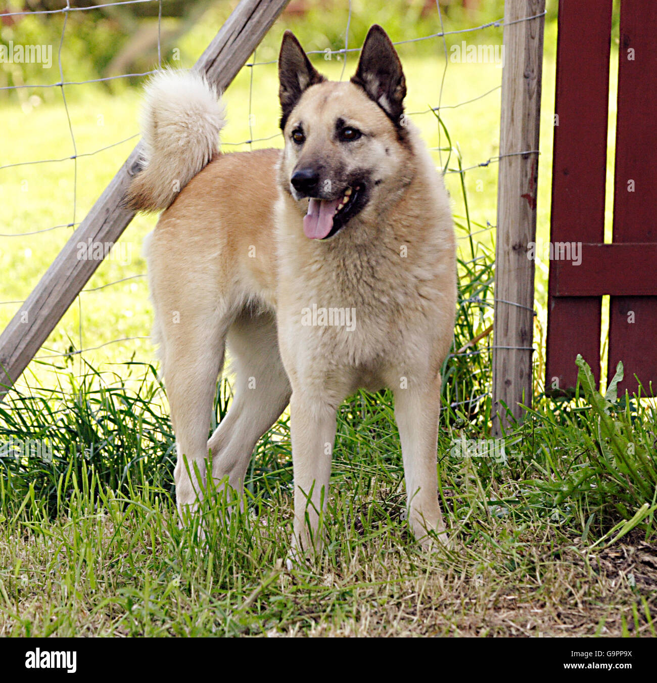 Hällefors hund hi-res stock photography and images - Alamy