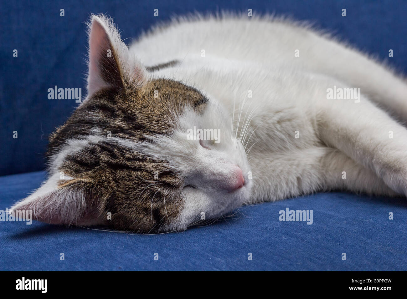 White gray cat sleeping on a blue velvet couch Stock Photo - Alamy