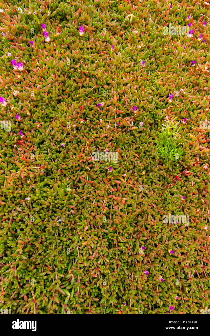 Ground totally covered with a texture of small red and green succulent plants (carpobrotus spp) with some pink flowers Stock Photo