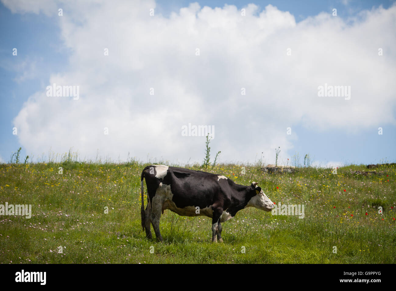 Holstein Cow And Grazing High Resolution Stock Photography and Images ...