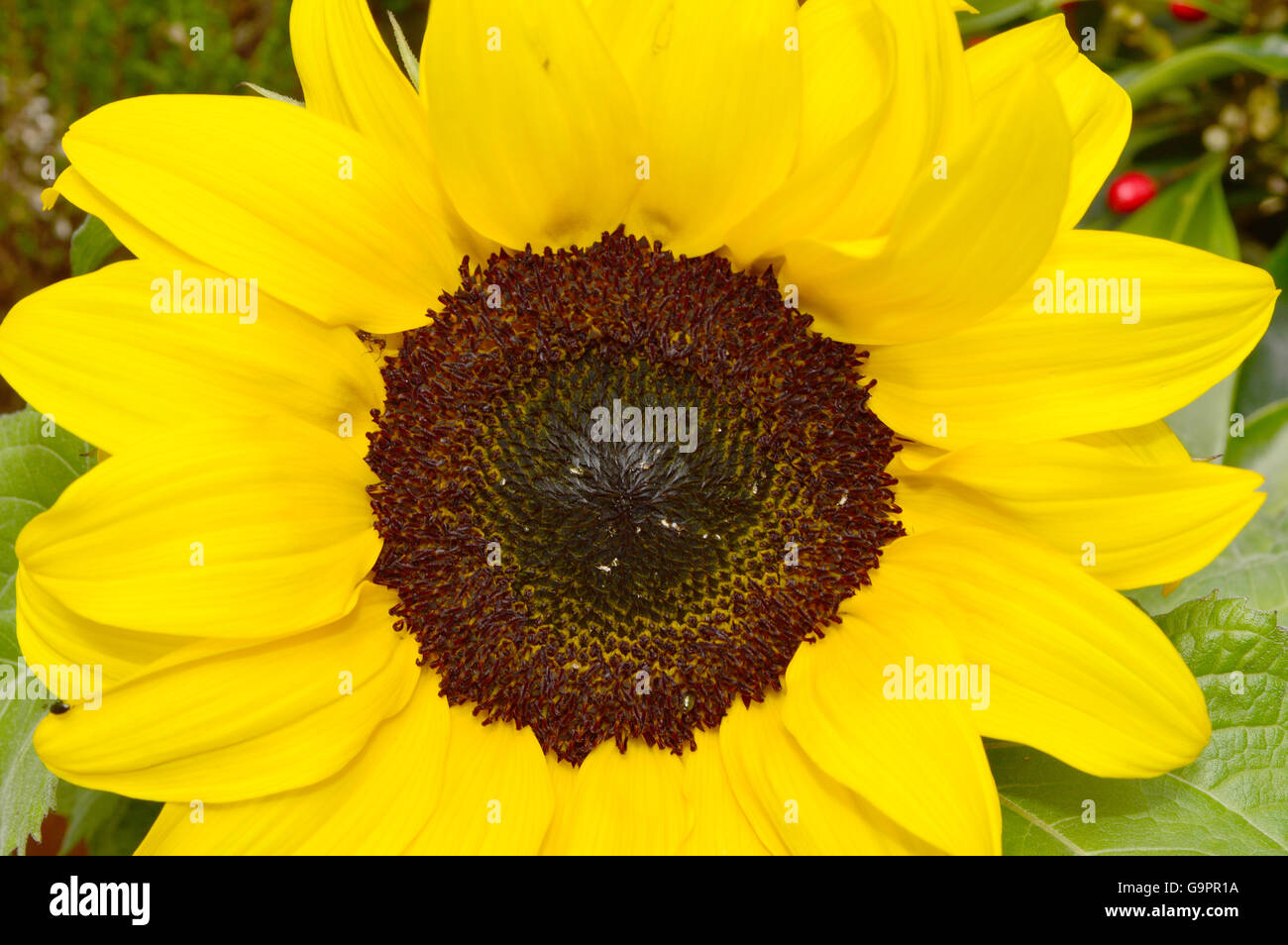 Full face of the common Sunflower, Helianthus Annuus, with the dark ...