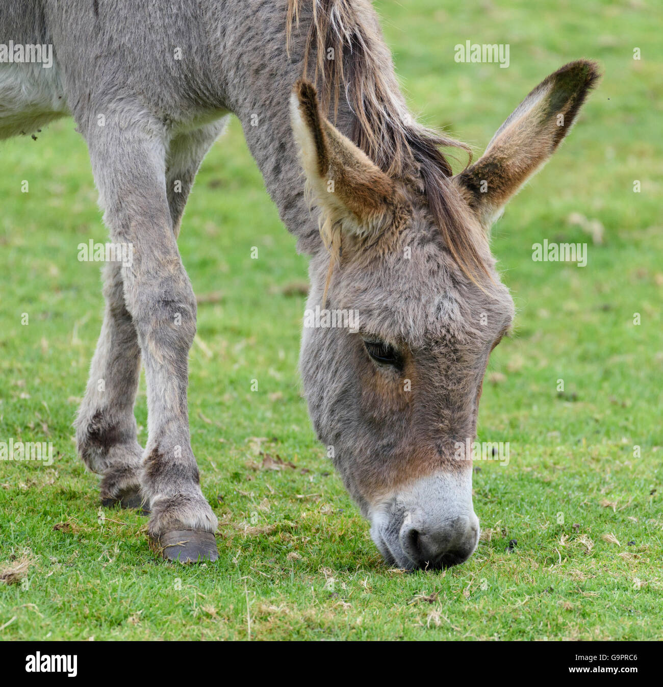 Close-up head and neck shot of a grey donkey with a white muzzle grazing on green grass Stock Photo