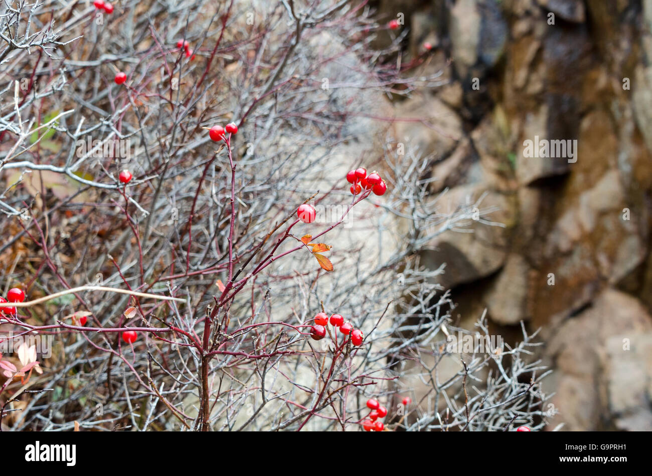 Wild rose hips growing on the seaside cliffs of Seal Harbor, Maine. Stock Photo