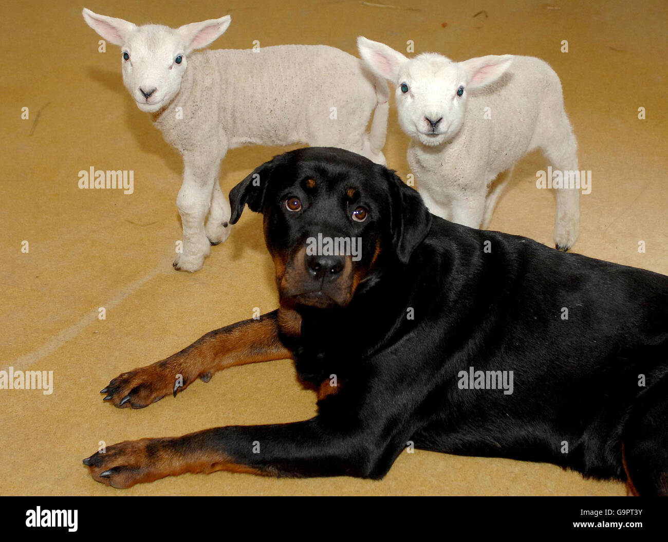 Rotweiler Rear Rottweiler helps rear two lambs Stock Photo - Alamy