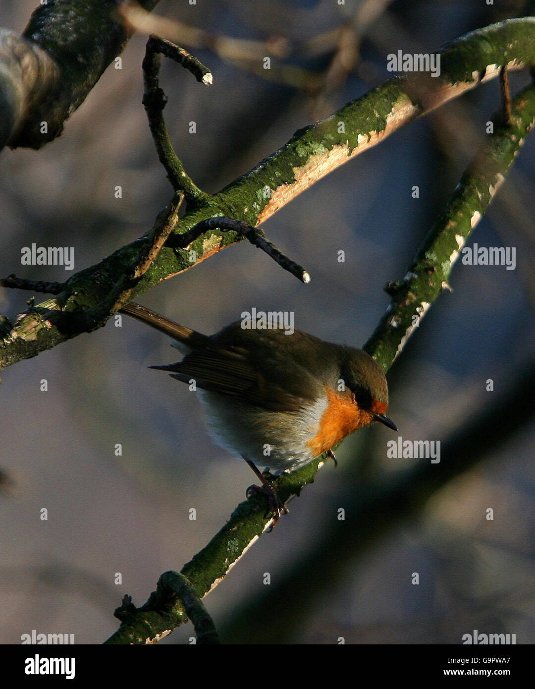 Robin. A robin rests on a branch in the Lake District. Stock Photo
