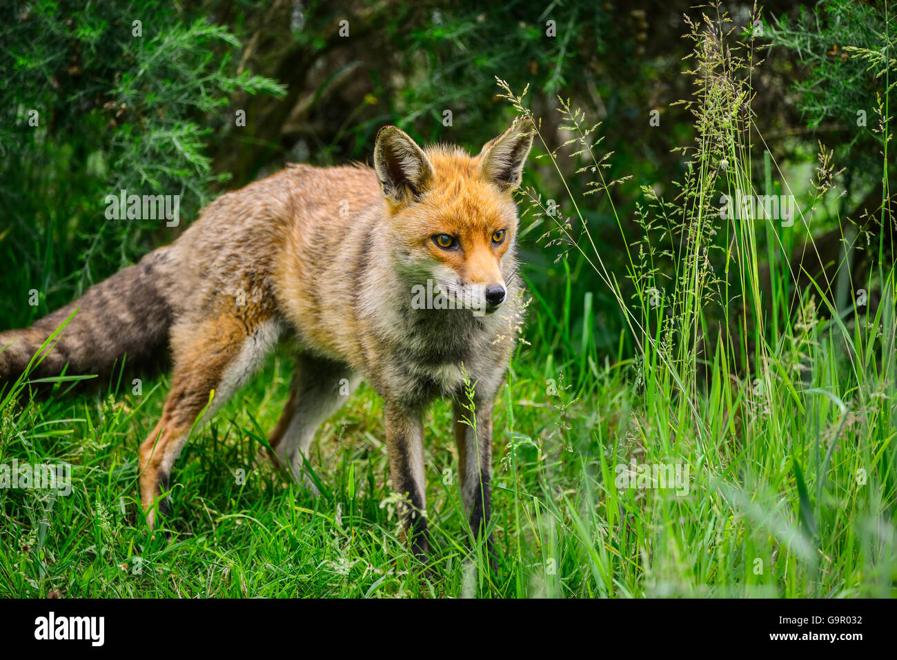 Beautiful male fox in long lush green grass of Summer field Stock Photo ...