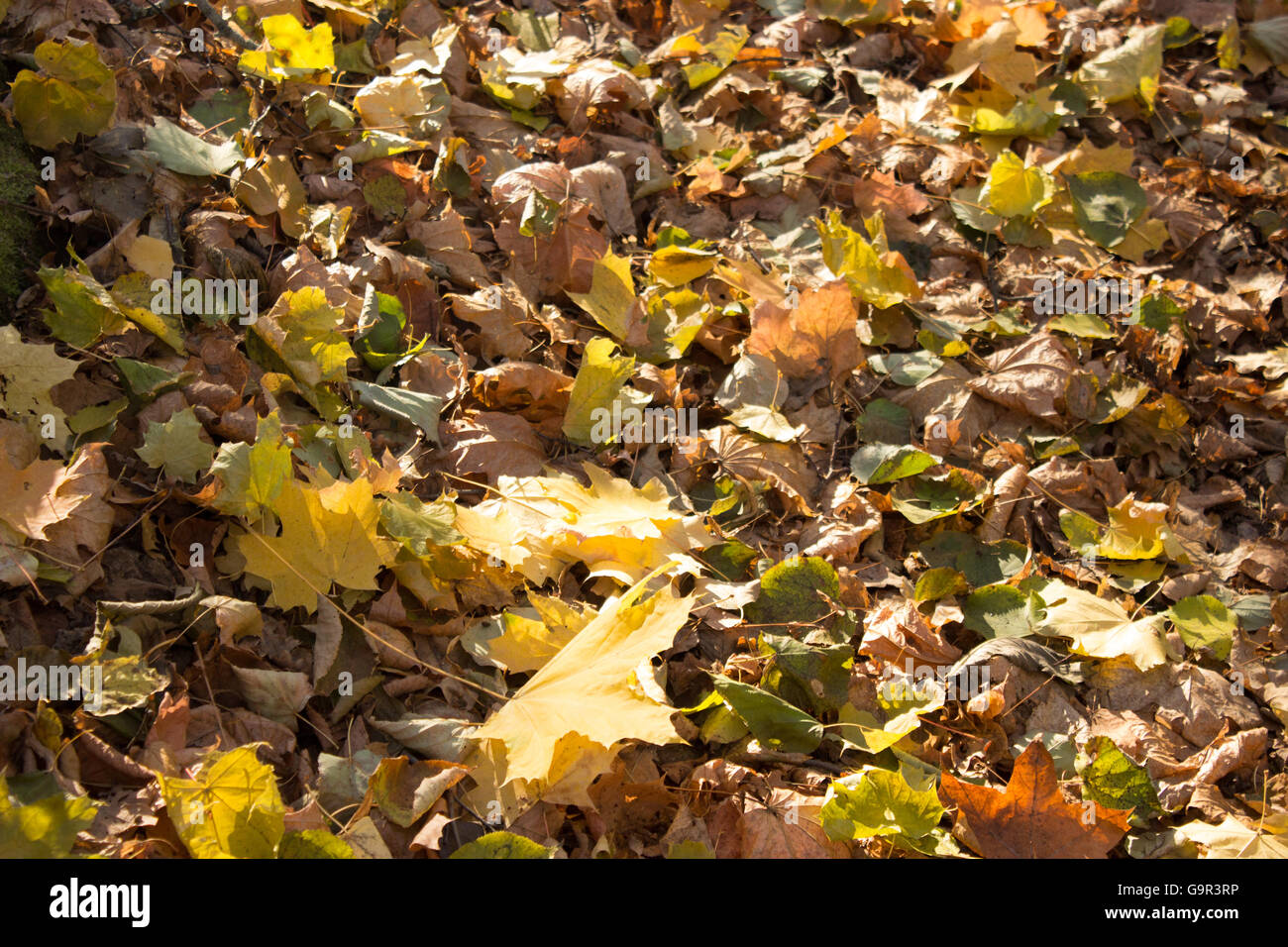 yellow autumn leaves on the ground, abstract background Stock Photo - Alamy