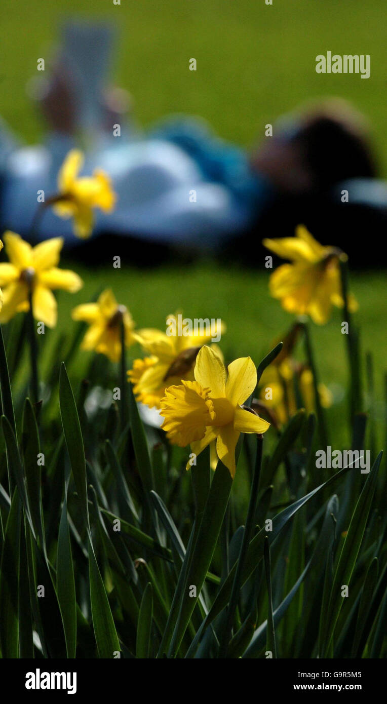Ally flower hi-res stock photography and images - Alamy
