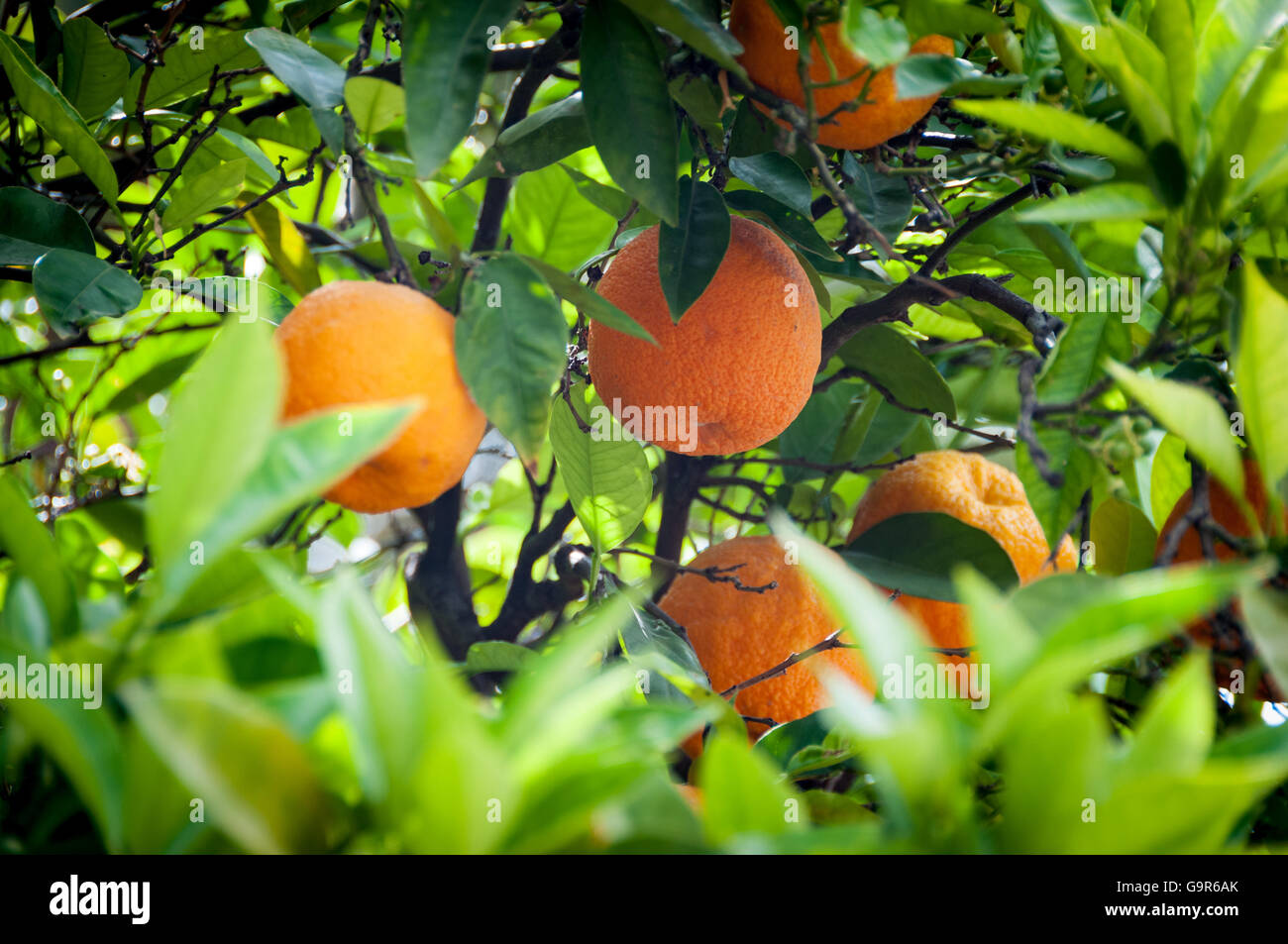 Granada fruit hires stock photography and images Alamy