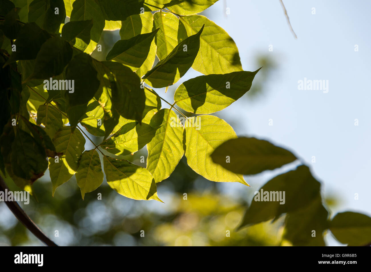 Leaves green sunny trees hi-res stock photography and images - Alamy