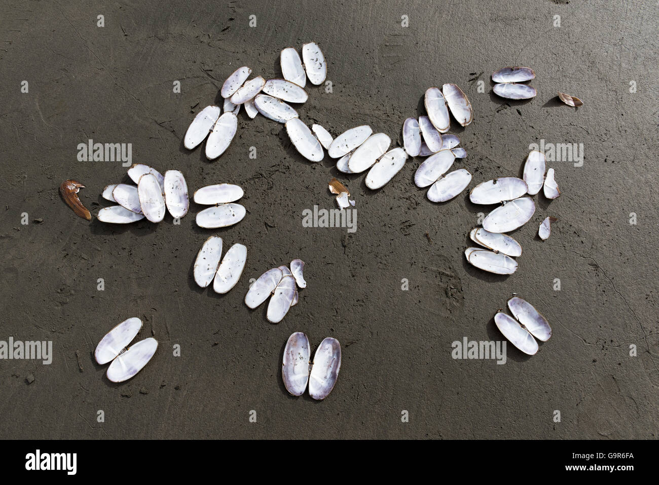 People digging for clams on the Washington coast Stock Photo Alamy