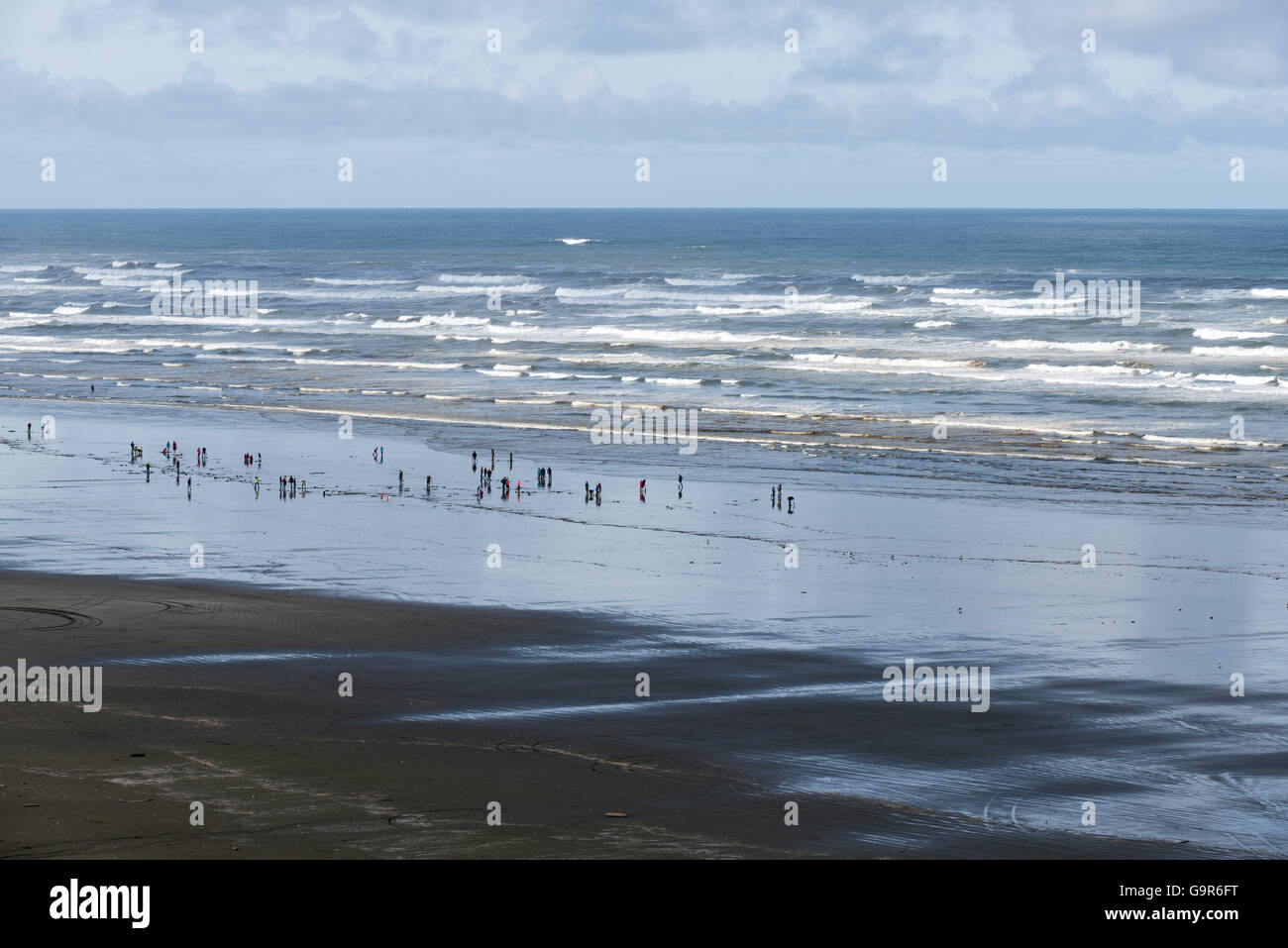 People digging for clams on the Washington coast Stock Photo Alamy