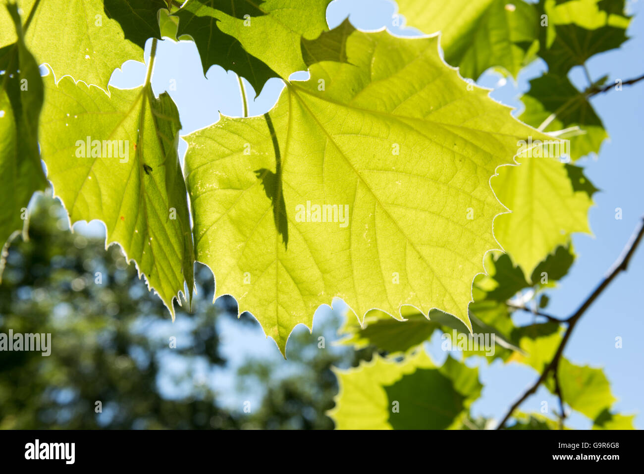 Vivid green leaves tree hi-res stock photography and images - Alamy
