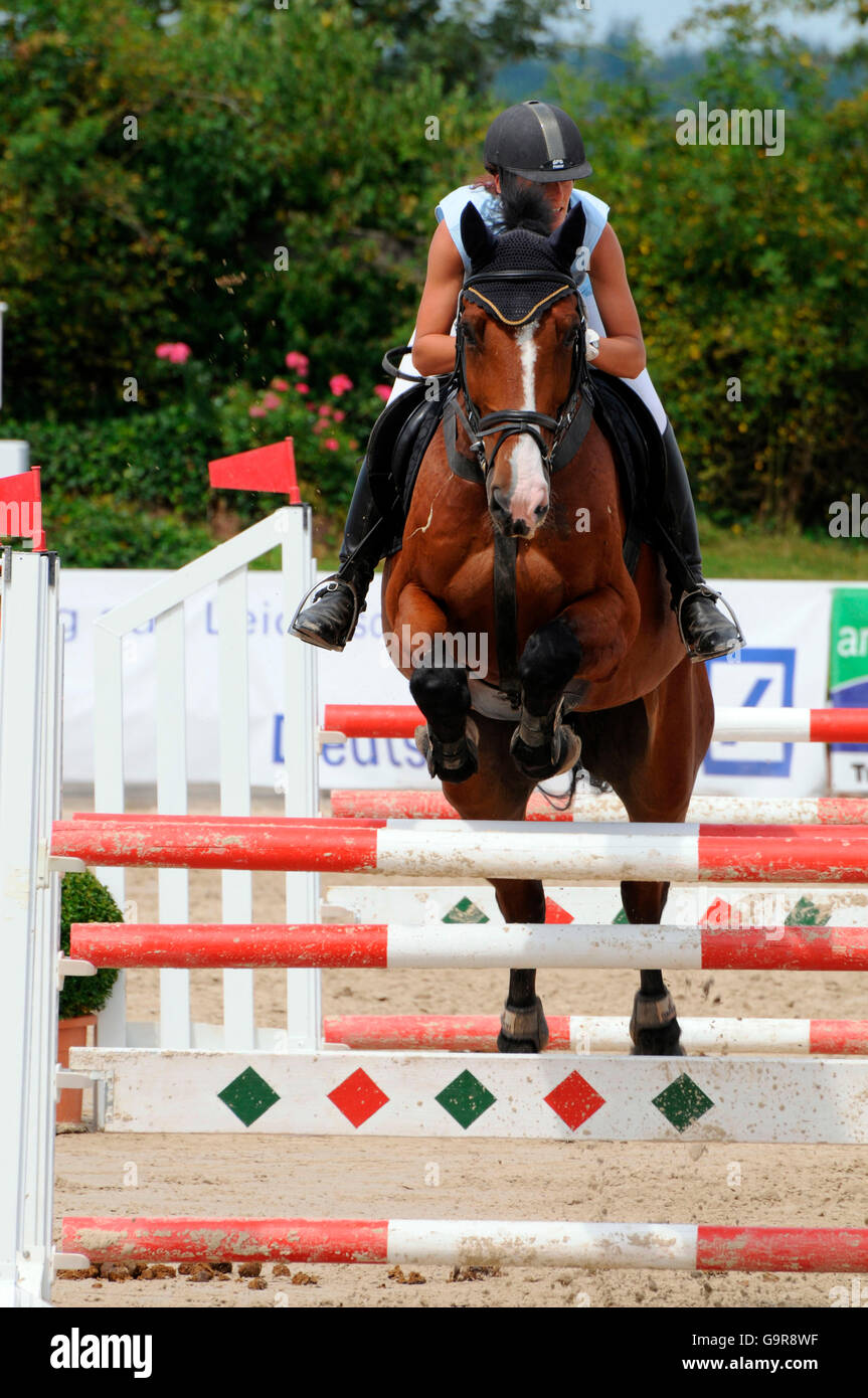German Warmblood Horse, Show Jumping / obstacle, figure8noseband